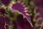 Coleus plant closeup. Art Print